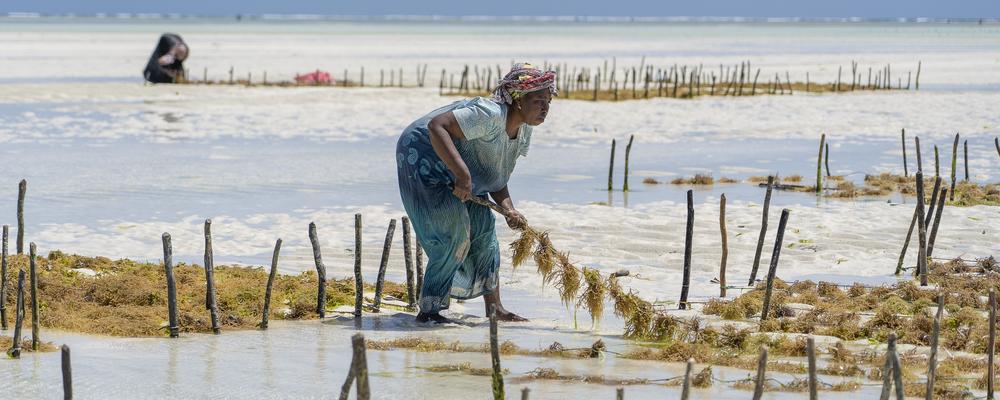 Woman in traditional clothing harvesting seaweed at the beach of Zanzibar in Tanzania.