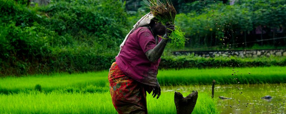 Woman harvesting rice in a rice plantation
